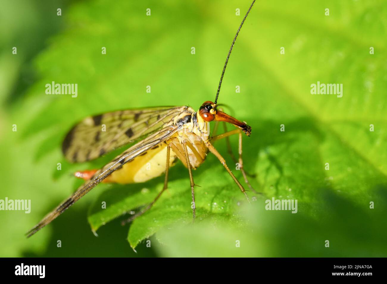 A closeup shot of a common scorpionfly perched on a green leaf on a sunny day Stock Photo