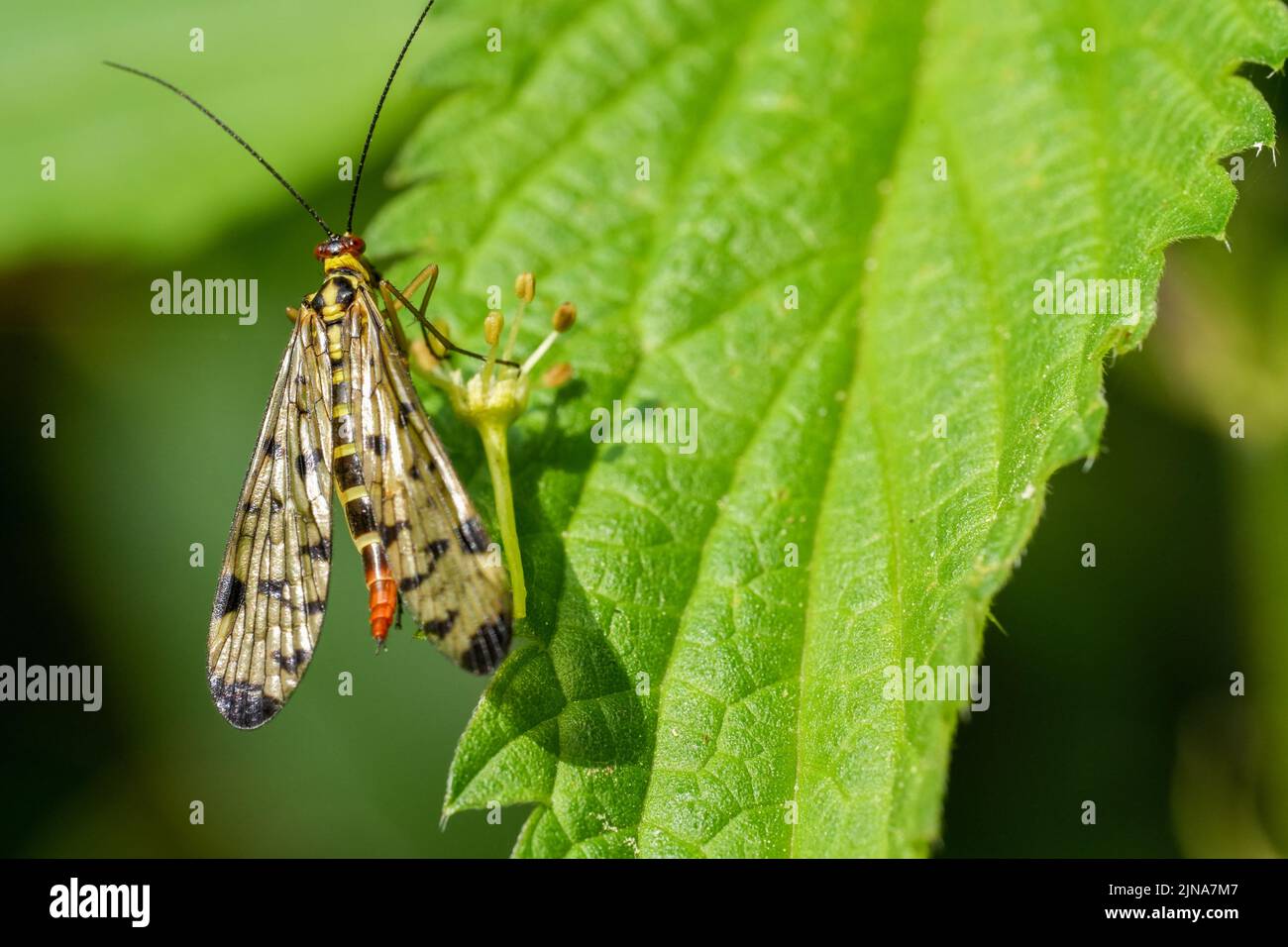 A closeup shot of a common scorpionfly perched on a green leaf on a sunny day Stock Photo