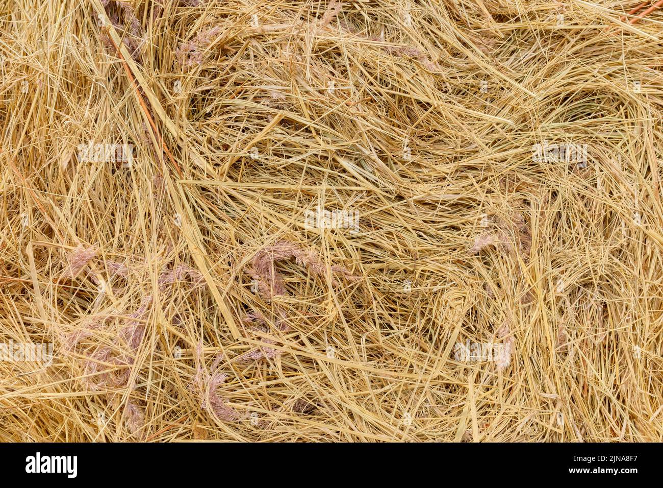 Close up picture of a hay bale, abstract natural background. Stock Photo