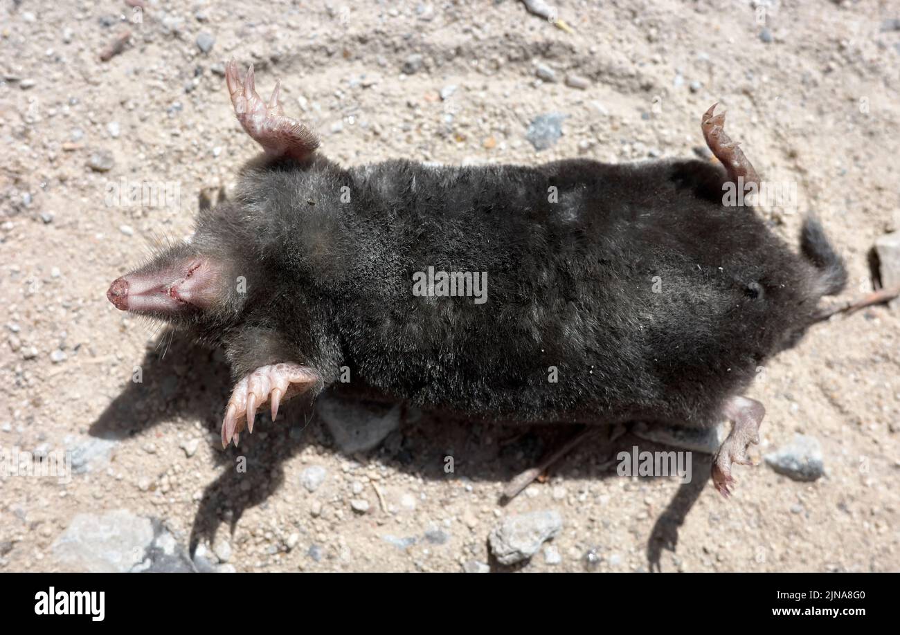 Close up picture of a dead mole on a dirt road, selective focus on the snout and feet. Stock Photo