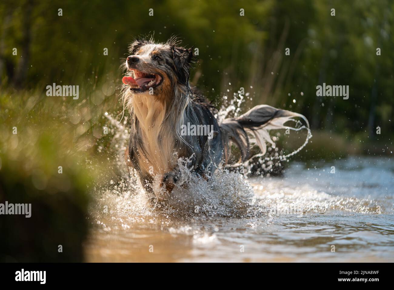 An adorable Australian shepherd playing in water under the bright ...