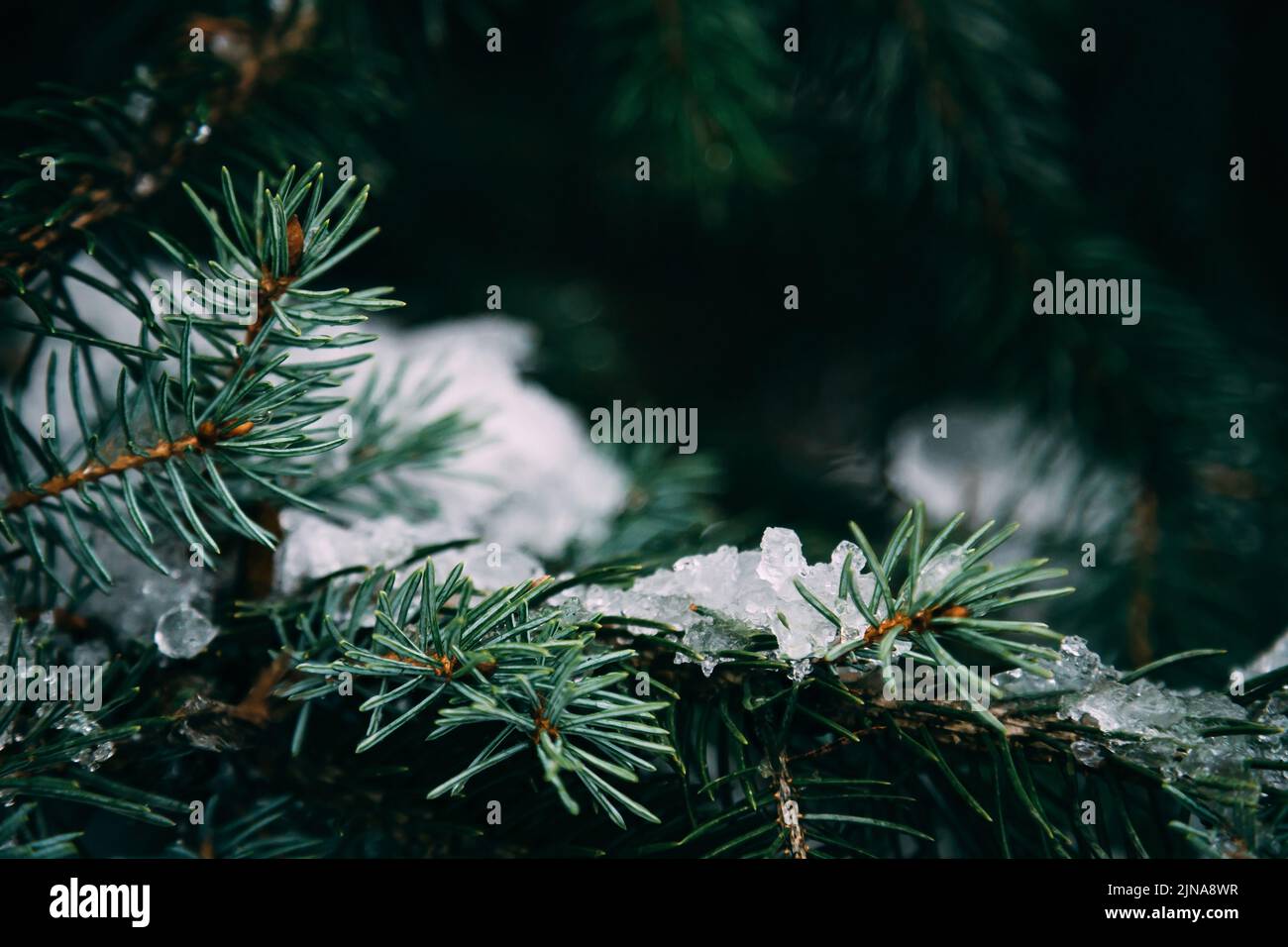 Close up of fir tree branches in water drops covered with melting snow. Real spring, winter background Stock Photo