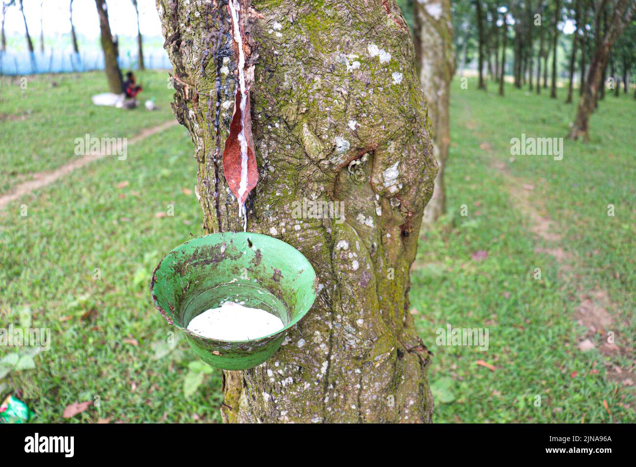 pokok getah in english