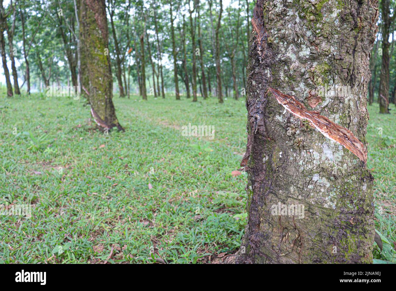 natural raw rubber tree plant in farm Stock Photo Alamy