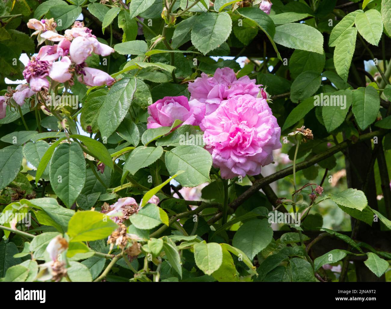 Rosa 'Ispahan', also known as 'Rose d'Ispahan' and 'Pompon des Princes' Stock Photo