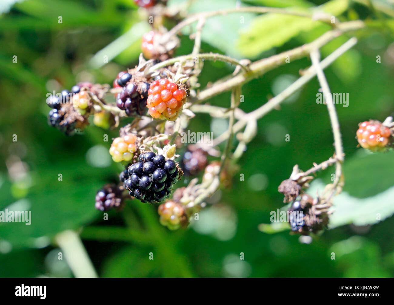 Blackberries, ripe, ripening, and unripe. Also finished berries. Common