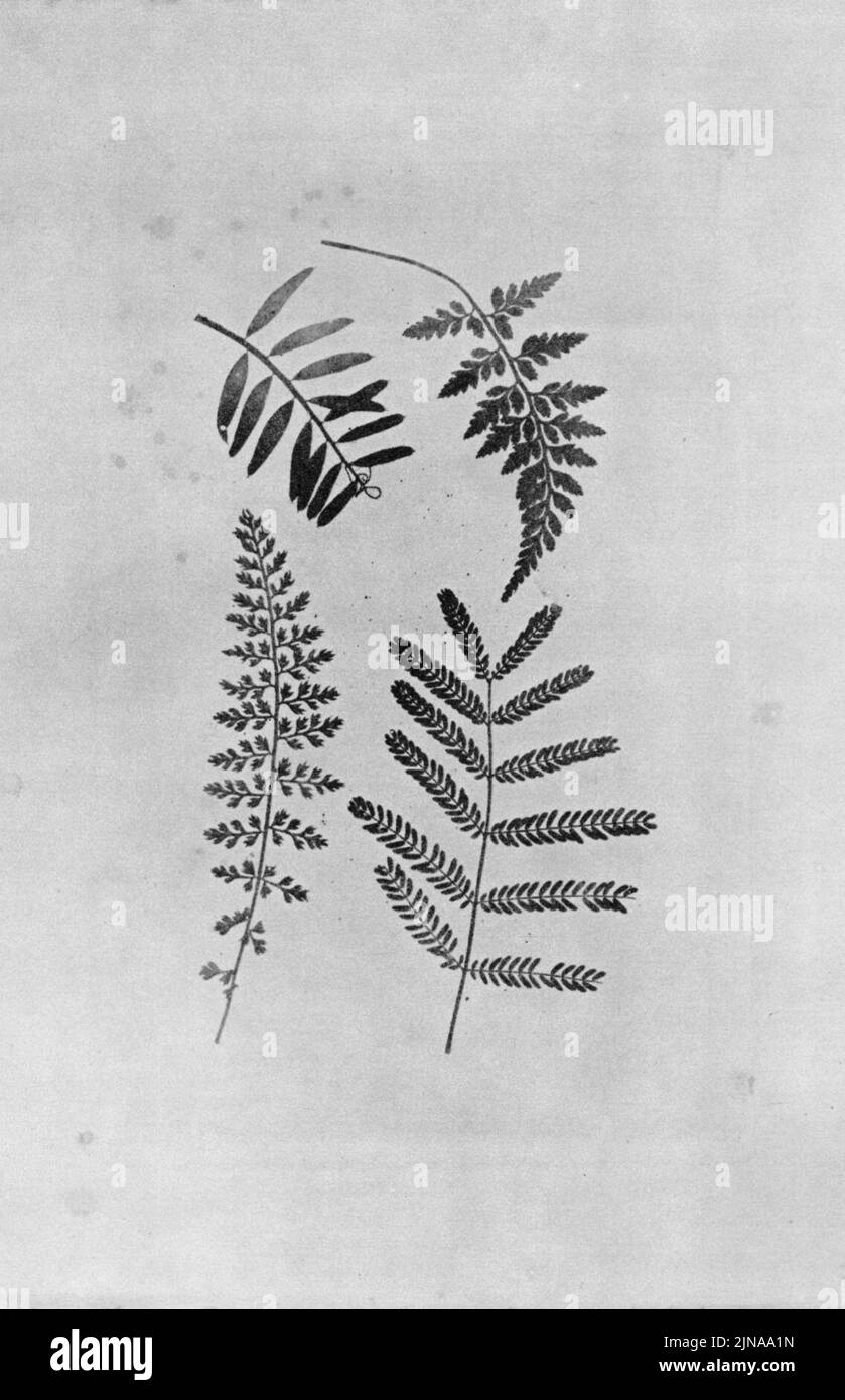 Talbot, William Henry Fox - Botanische Objekte (2) Stock Photo