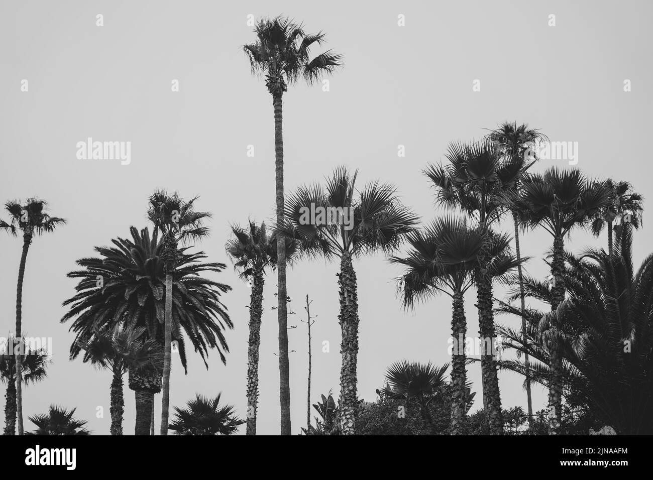 Palm trees tropical beach Black and White Stock Photos & Images - Alamy