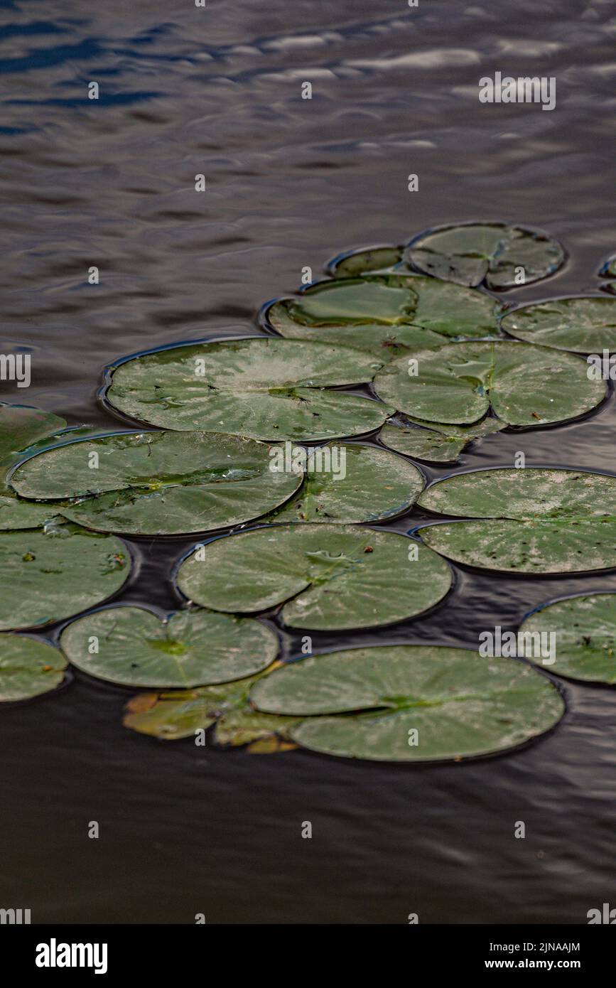 A vertical shot of round Water Lilly Lotus pads in a lake Stock Photo