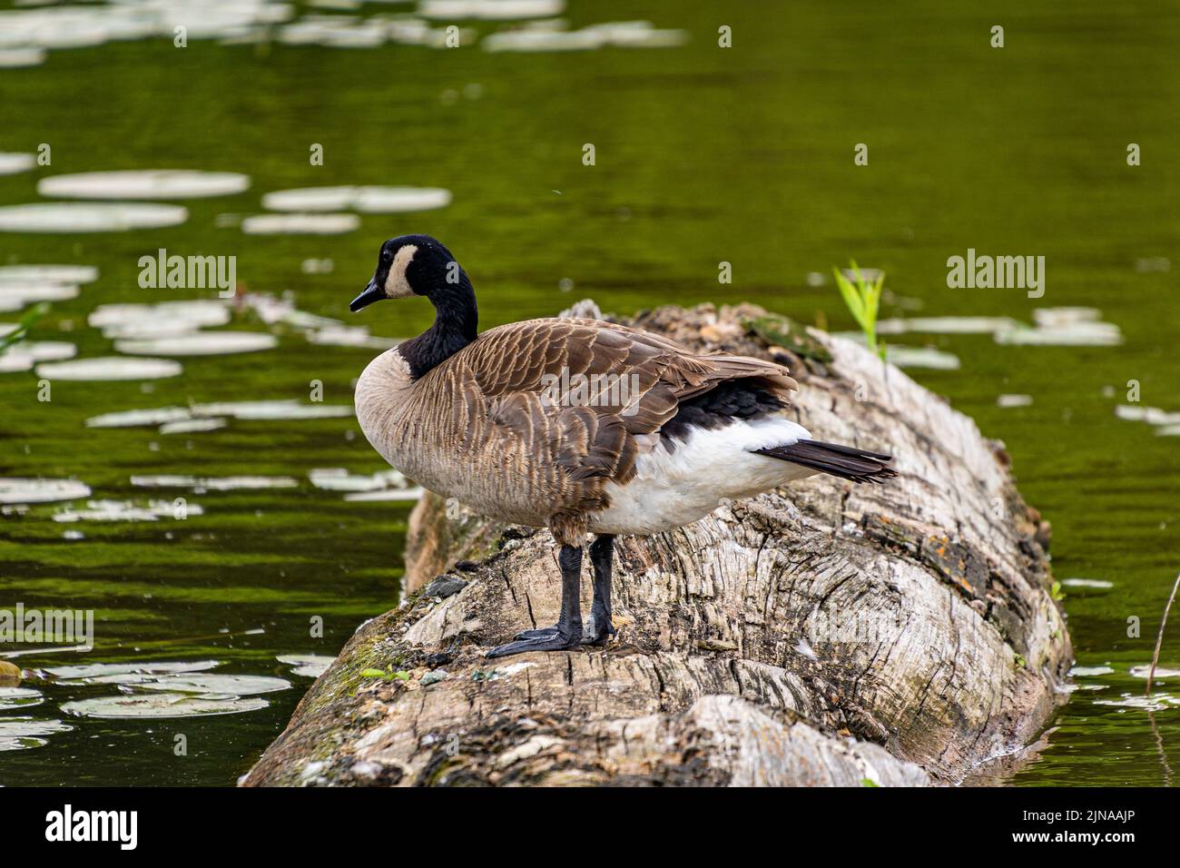 A Canadian goose standing on a tree log in a lake on a sunny day - Branta canadensis Stock Photo