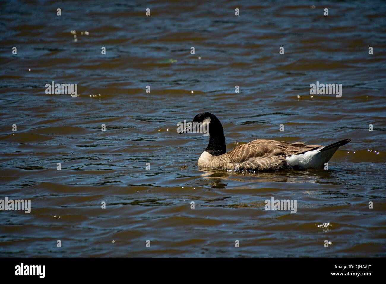 A Canadian goose swimming on a lake on a sunny day - Branta canadensis Stock Photo