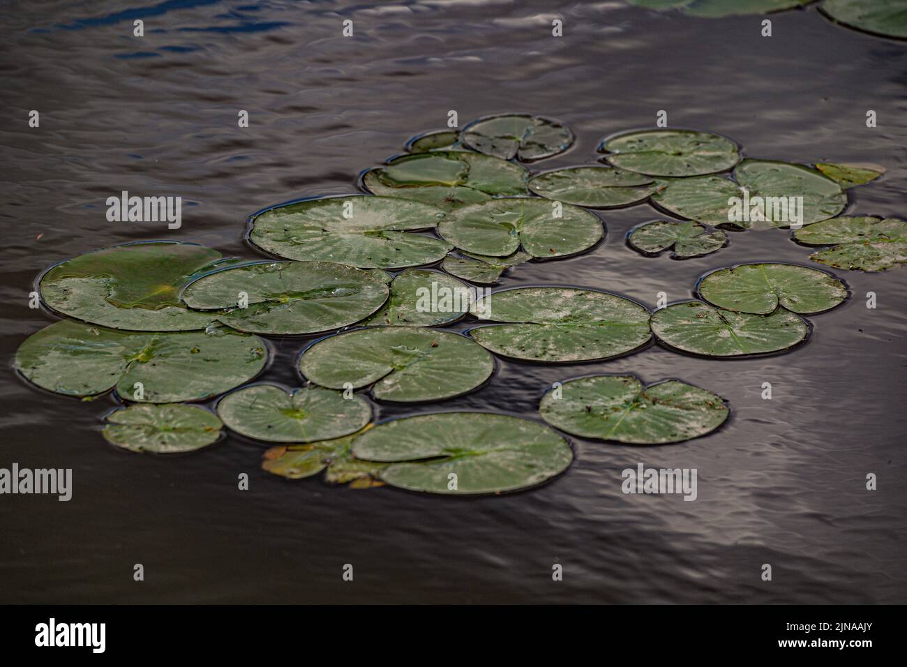 Some round Water Lilly Lotus pads in a lake Stock Photo