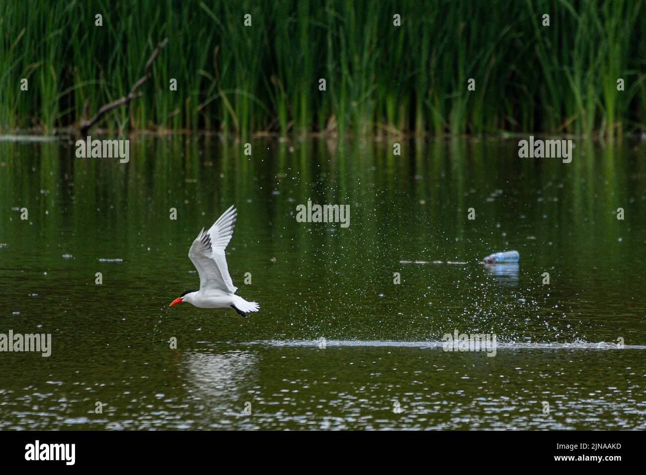 A Caspian tern catching fish from a lake on a sunny day - Hydroprogne caspia Stock Photo