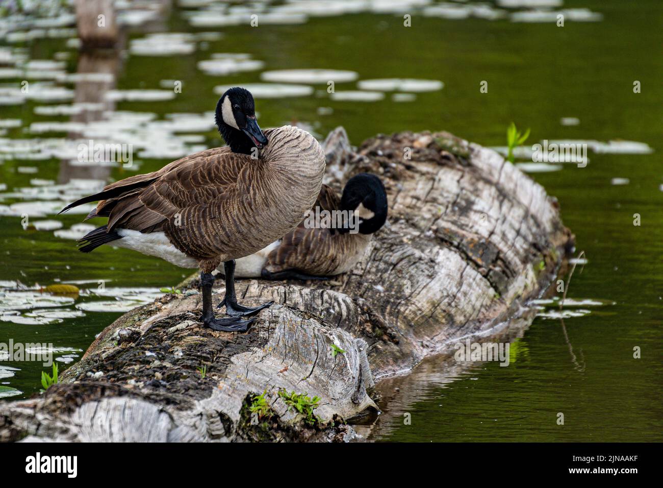 A Canadian goose standing on a tree log in a lake on a sunny day - Branta canadensis Stock Photo