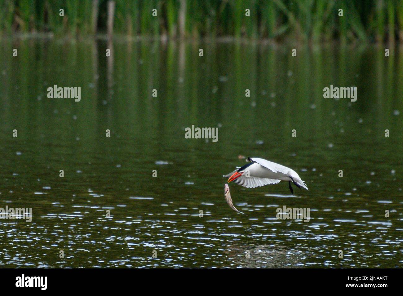 A Caspian tern catching fish from a lake on a sunny day - Hydroprogne caspia Stock Photo