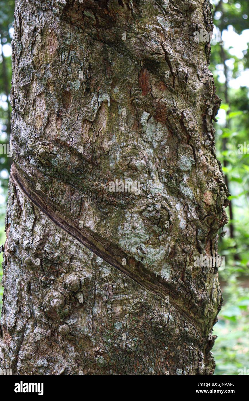 natural raw rubber tree plant in farm Stock Photo Alamy