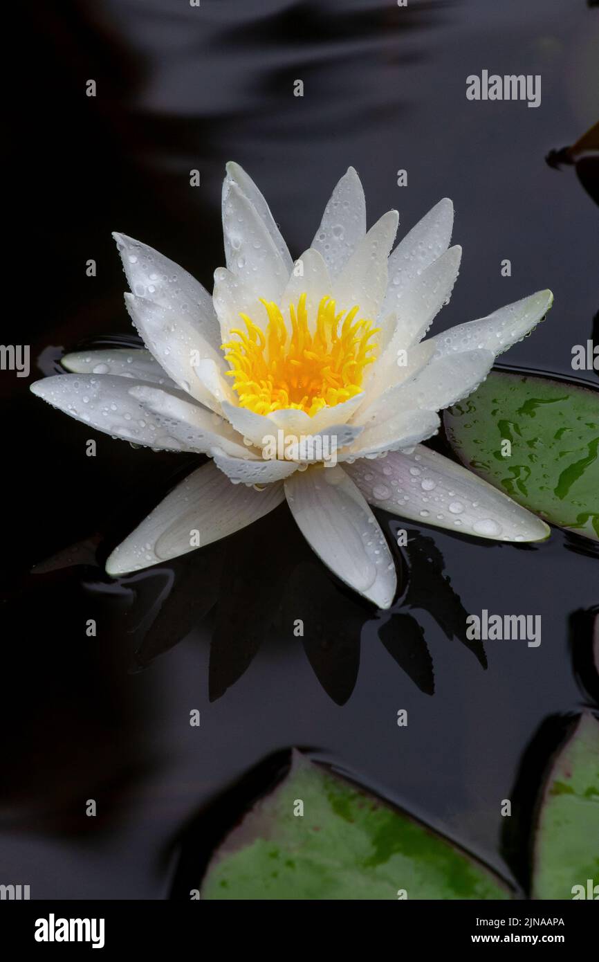 water lily lotus flower Stock Photo Alamy