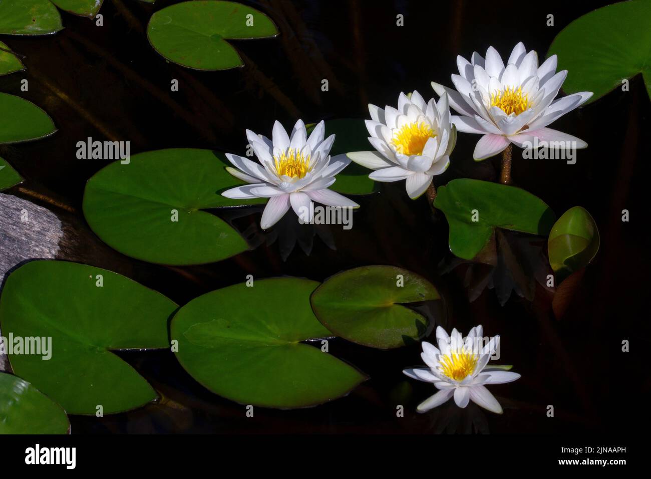 Egyptian water lily hi-res stock photography and images - Alamy
