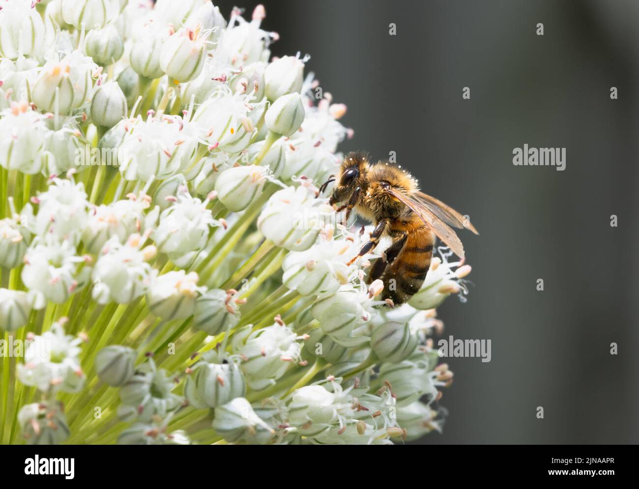 Honey Bee collecting nectar and pollen from a white allium flower Stock Photo
