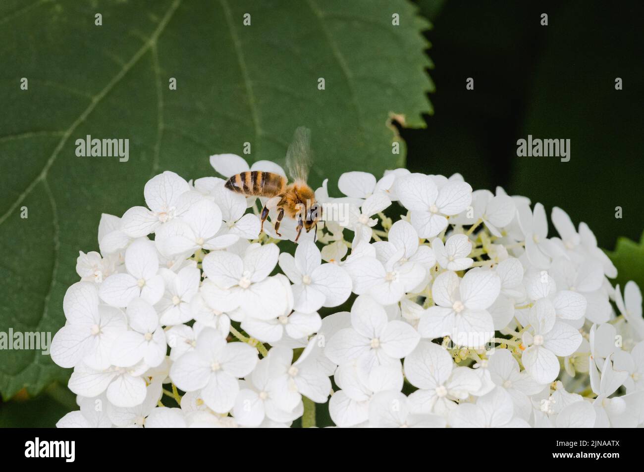 Honey Bee collecting pollen from a white hydrangea flower Stock Photo
