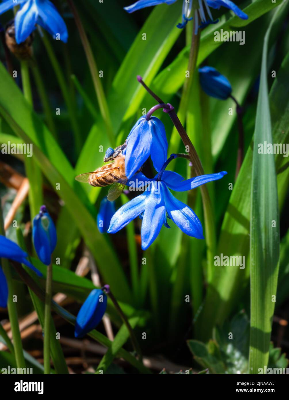 Honey bee collecting blue pollen from a Siberian Squill flower Stock Photo