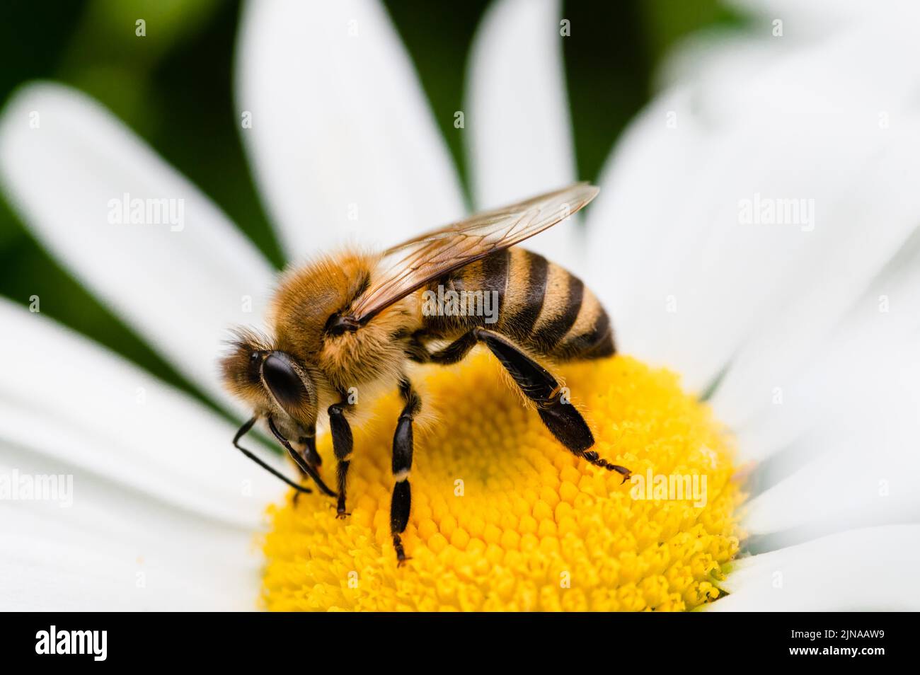 Honey Bee collecting nectar from a daisy Stock Photo