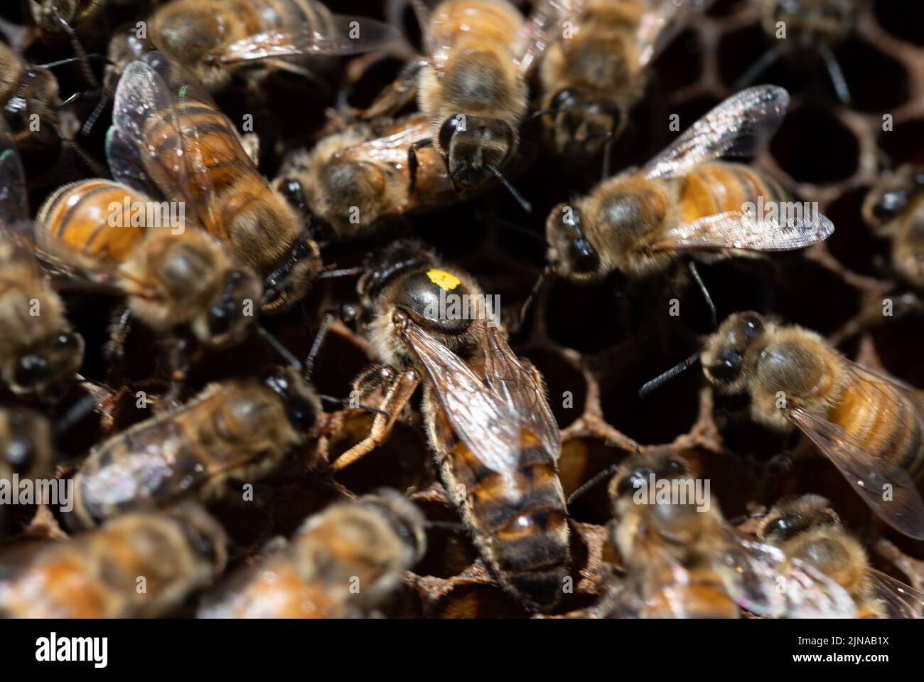 Marked queen bee surrounded by nurse bees checking out a cell Stock Photo