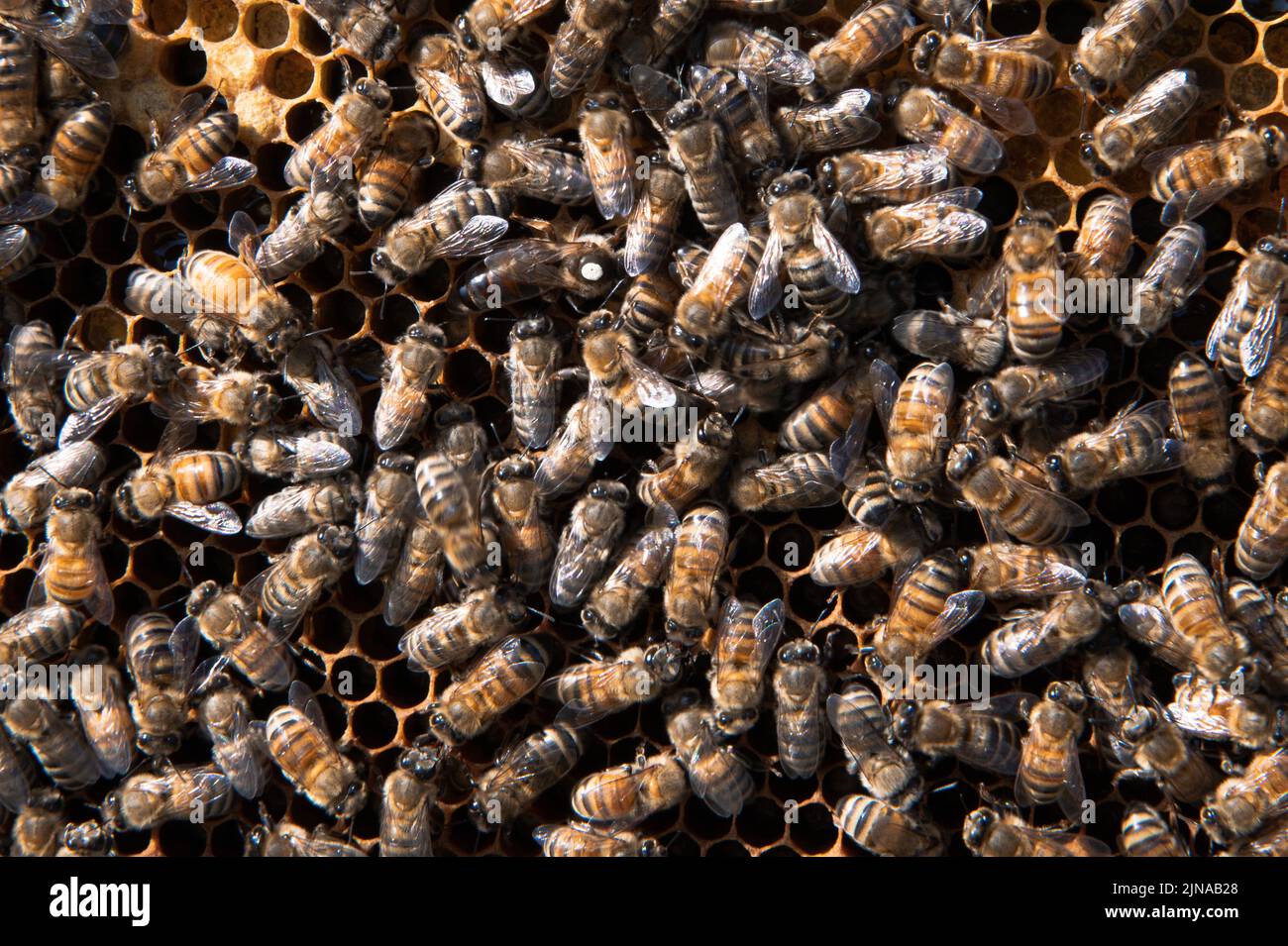 Frame full of honey bees with the queen bee marked white Stock Photo
