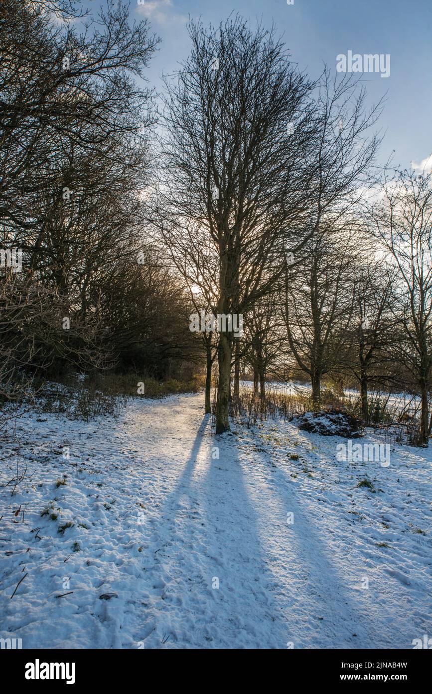 Long shadows cast by trees on a sunny winter evening. Belper Parks, Belper, Derbyshire, UK.  Portrait orientation Stock Photo