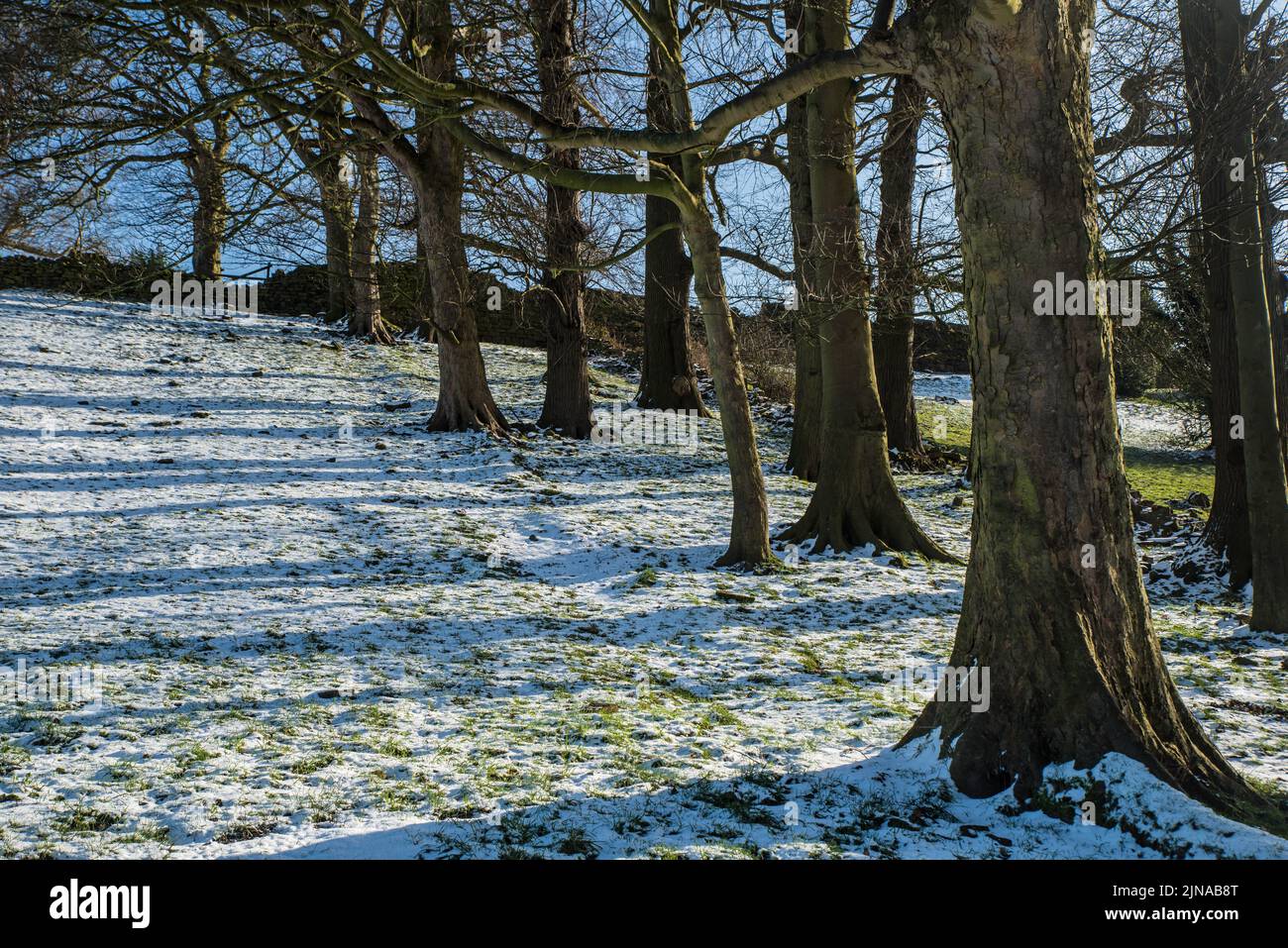 A light snowfall covering the ground under a copse with winter sunshine creating long shadows Stock Photo