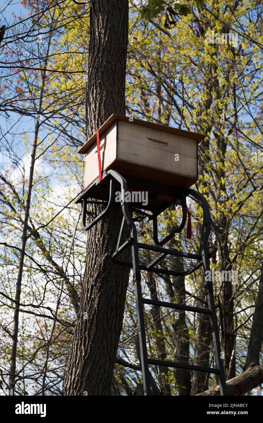 Honey bee swarm trap set up in a tree stand in the woods Stock Photo