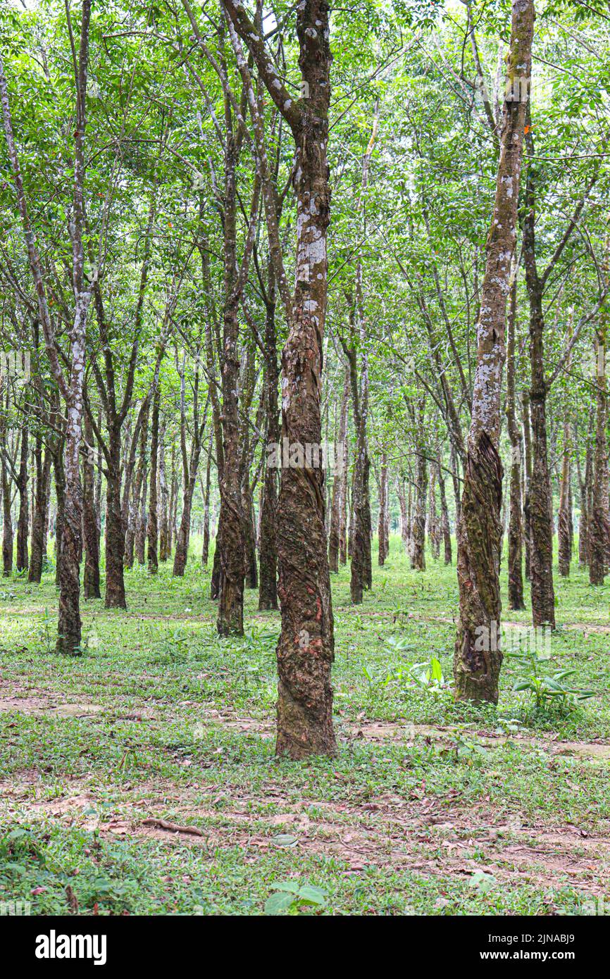 natural raw rubber tree plant in farm Stock Photo - Alamy