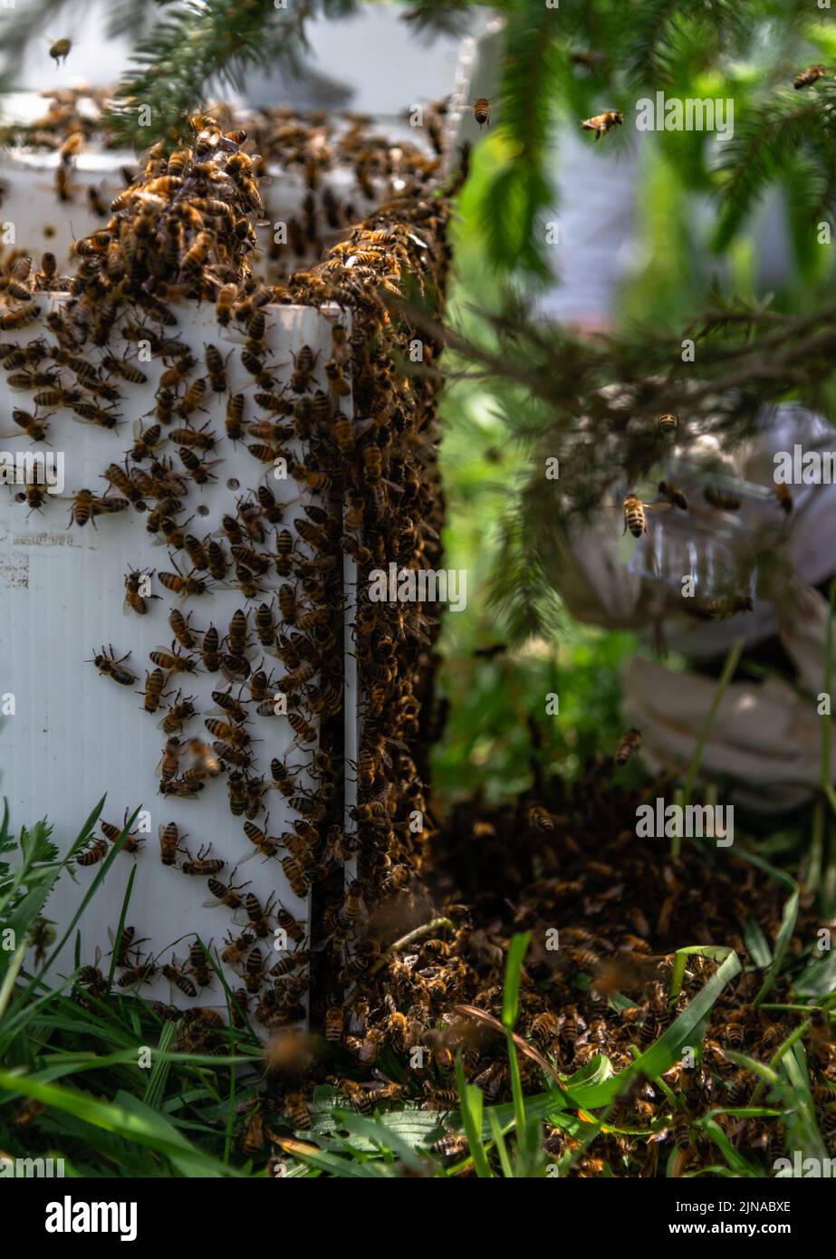 Side view of honey bee swarm moving into box Stock Photo