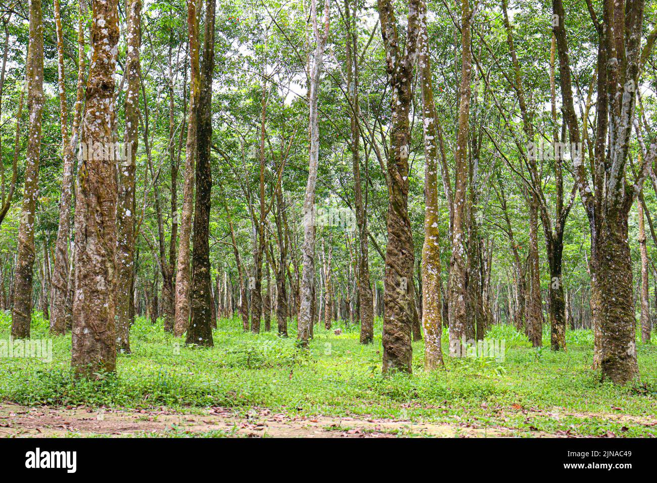 natural raw rubber tree plant in farm Stock Photo Alamy