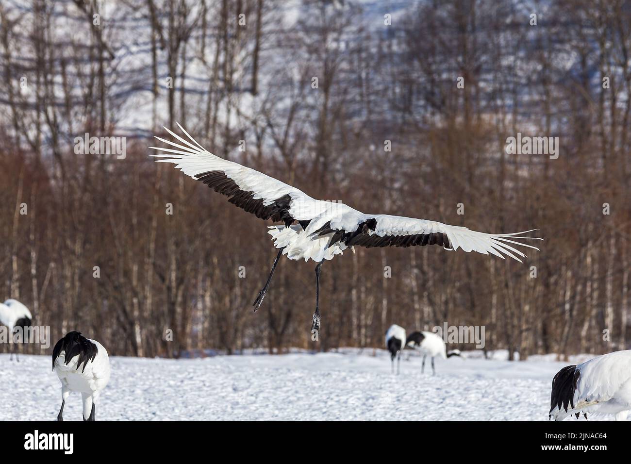 A red-crowned crane flying over a snowy field Stock Photo - Alamy