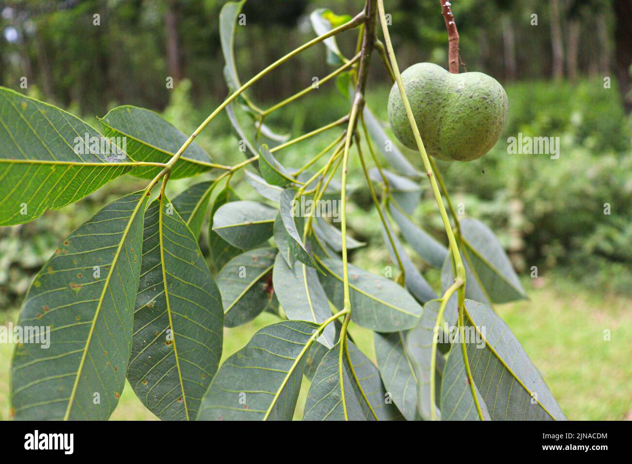 natural rubber fruit with seed and leaf for tree plant Stock Photo Alamy