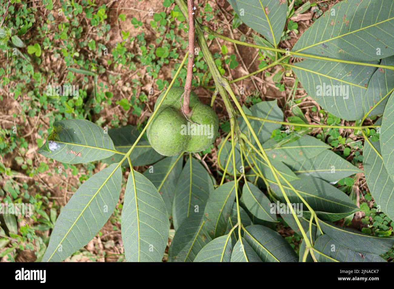 natural rubber fruit with seed and leaf for tree plant Stock Photo Alamy