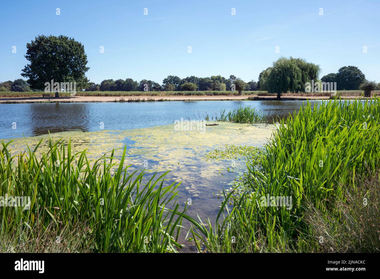 Bushy Park Surrey and another hot day in paradise Stock Photo