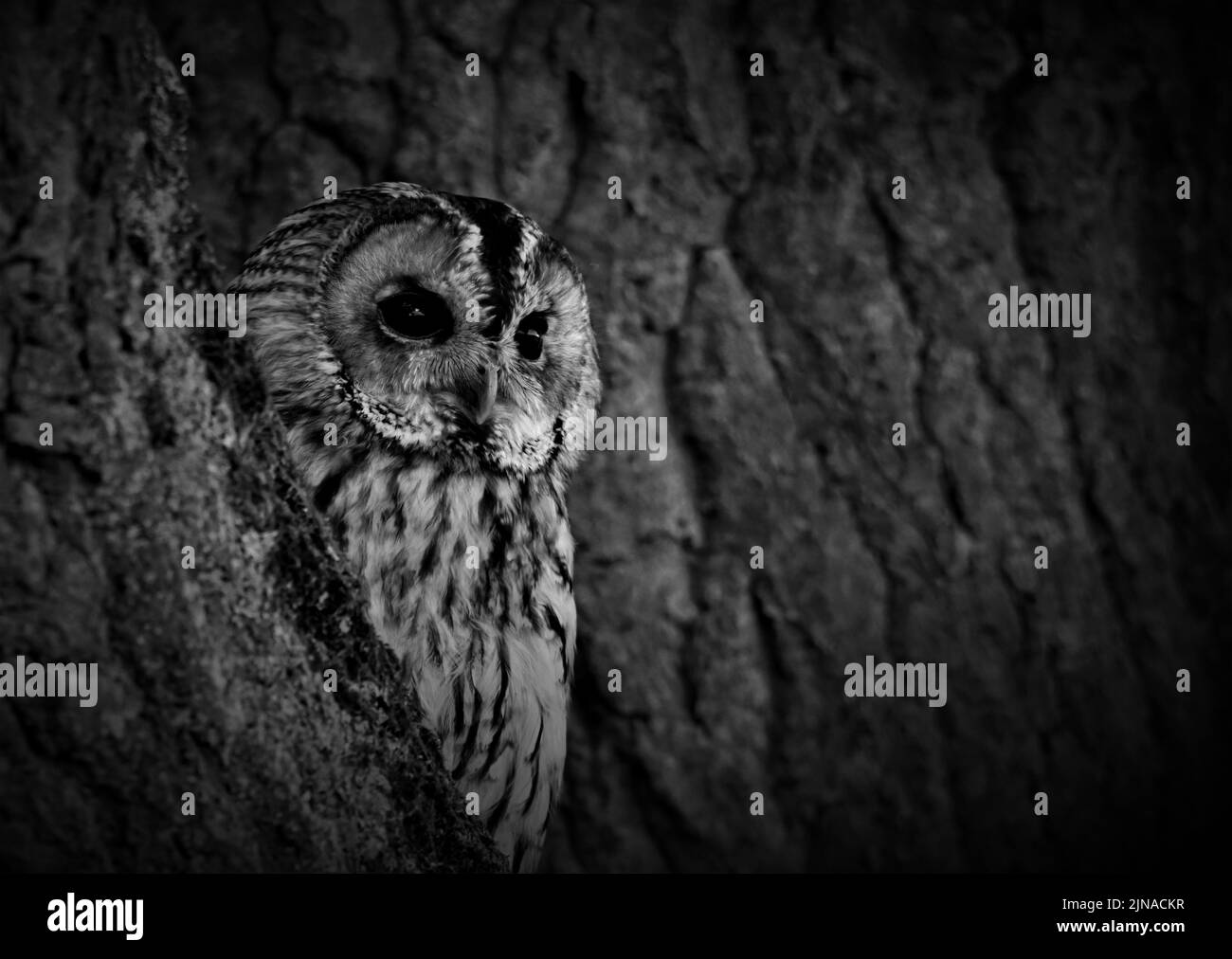 Owl hiding Black and White Stock Photos &amp; Images - Alamy