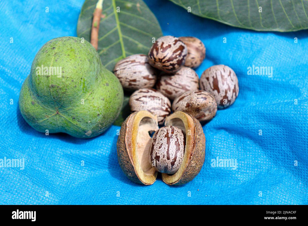 natural rubber fruit with seed and leaf for tree plant Stock Photo Alamy