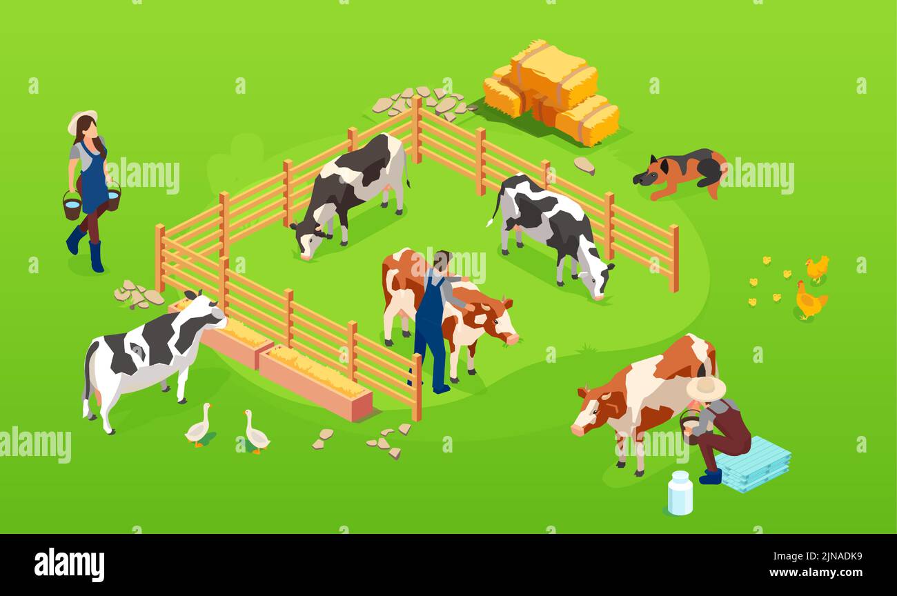 Vector of a livestock a cow farm in paddock and farmers men and woman taking care of them Stock Vector