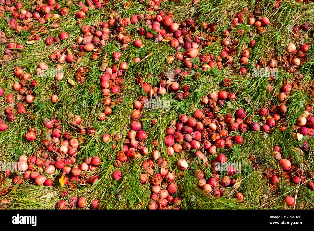 Windfall apples crabapples Malus sylvestris on the ground in August 2022 in garden at Bute Park Cardiff Wales UK    KATHY DEWITT Stock Photo