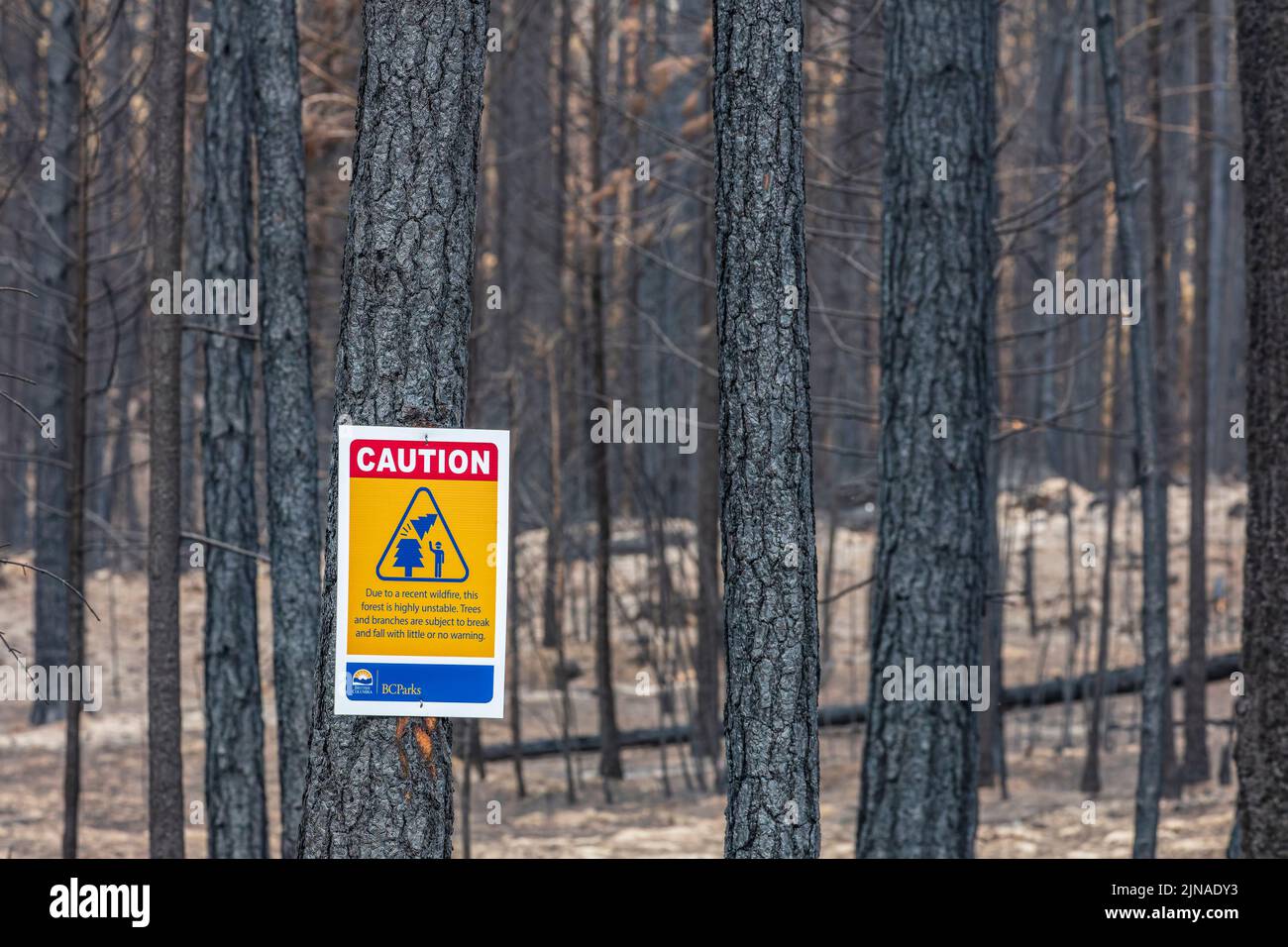 Charred tree trunks in the aftermatho of a forest fire Stock Photo Alamy