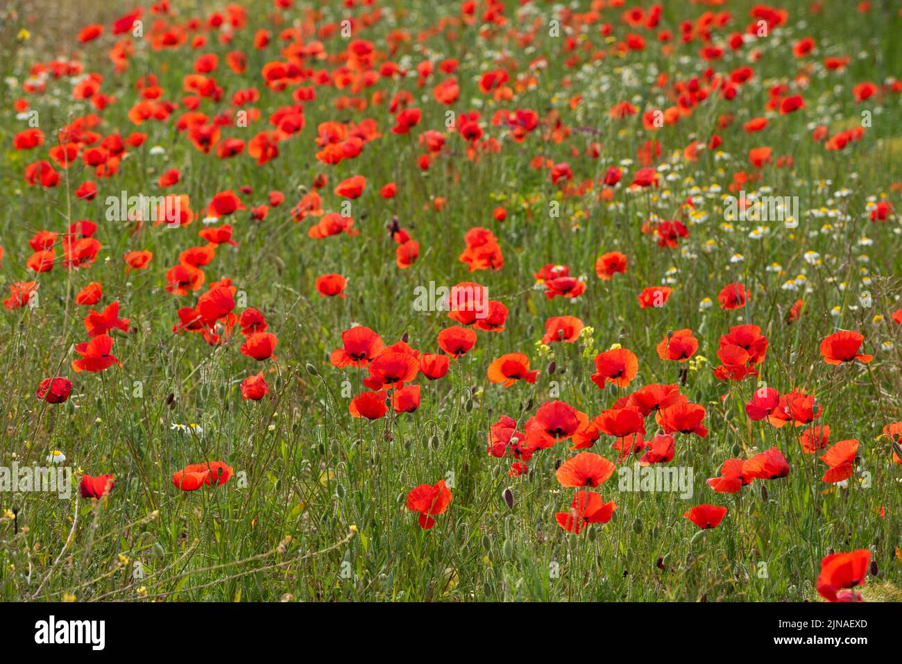Summer red poppy hi-res stock photography and images - Alamy