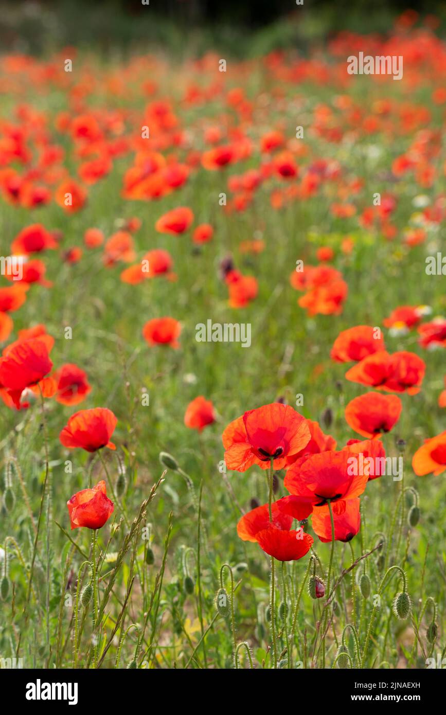 Poppy in wildflower field hi-res stock photography and images - Alamy