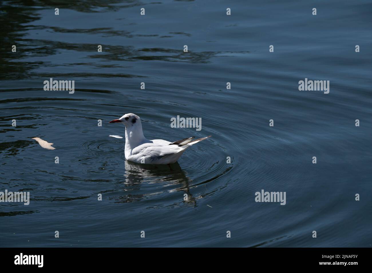 Bourne End, Buckinghamshire, UK. 10th August, 2022. A gull getting fed with bread on the River Thames today. The heatwave is making life very hard for many wildlife and birds. Credit: Maureen McLean/Alamy Live News Stock Photo
