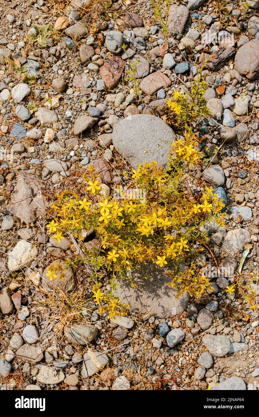 yellow St. John's wort flowers on rocky, dried ground Stock Photo