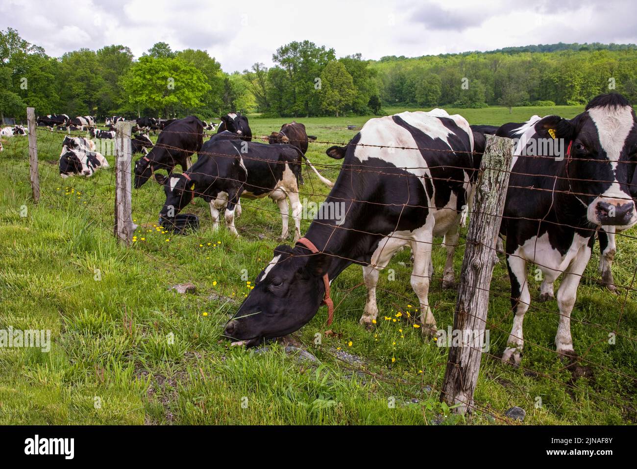 Funny holsteins hi-res stock photography and images - Alamy