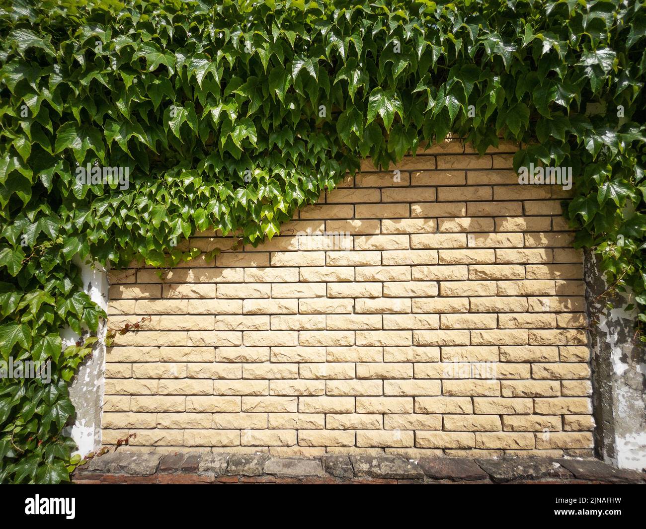 The fence is made of beige textured brick covered with plants in full screen Stock Photo