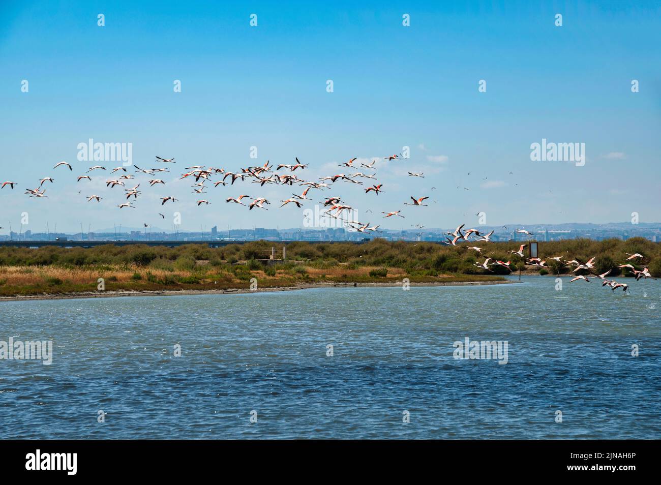 Flamingo Flock In Samouco Saline Foundation For Ambiental Preservation flamingo-flock-in-samouco-saline-foundation-for-ambiental-preservation